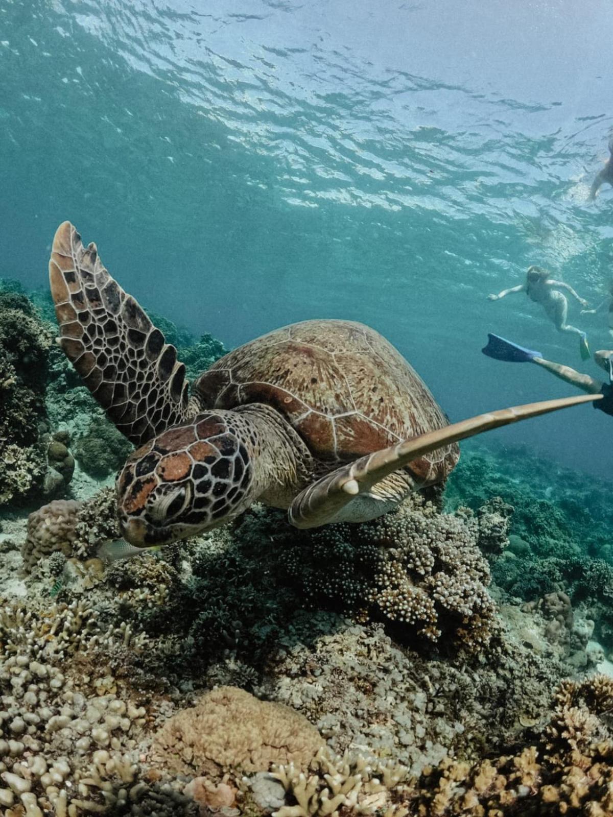 Отель Tipsea Turtle Гили-Эйр Экстерьер фото